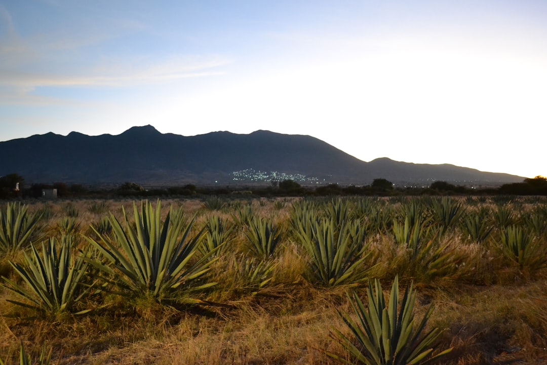 Oaxaca Mezcal Tour: Explore Artisan Distilleries - 68100 Oaxaca de Juárez | Secret World Trip Planner