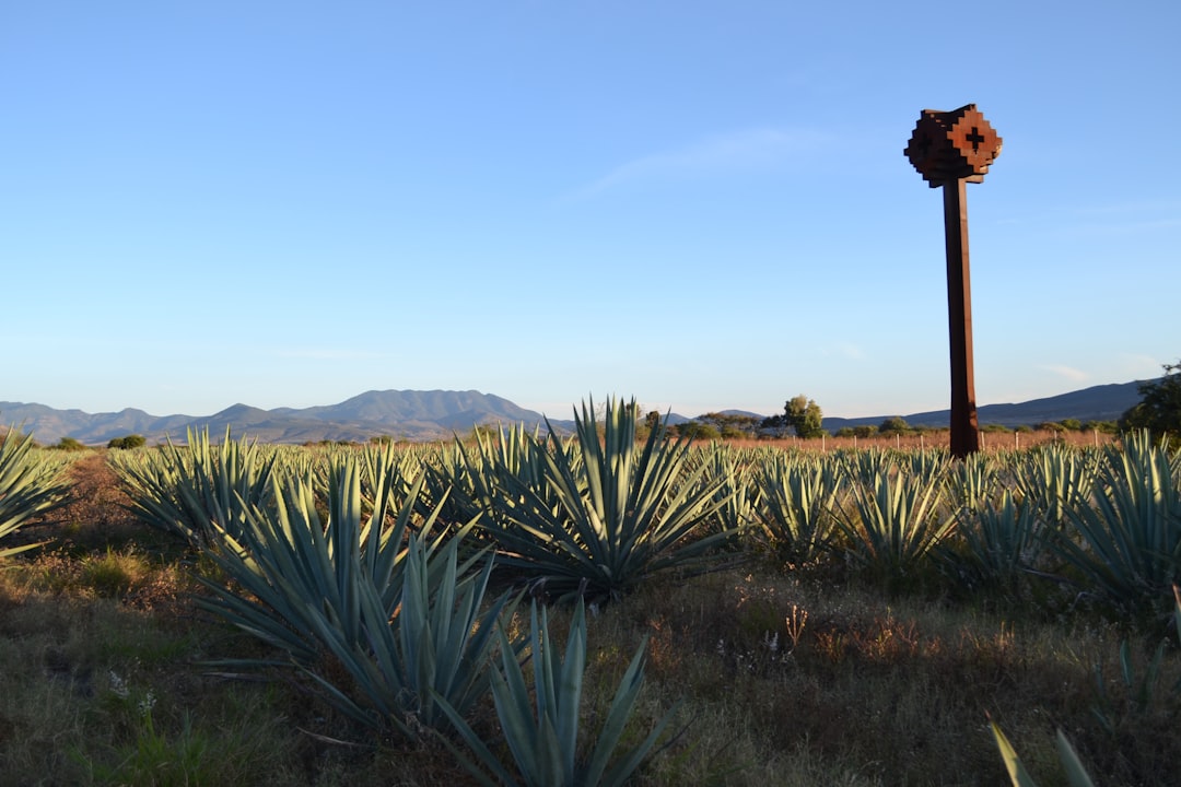 Mezcal Tour Oaxaca: handwerkliche Brennereien entdecken - 68100 Oaxaca de Juárez | Secret World Trip Planner