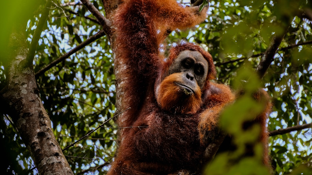 Bukit Lawang: Trekking with Sumatra's Orangutans — Kabupaten Langkat