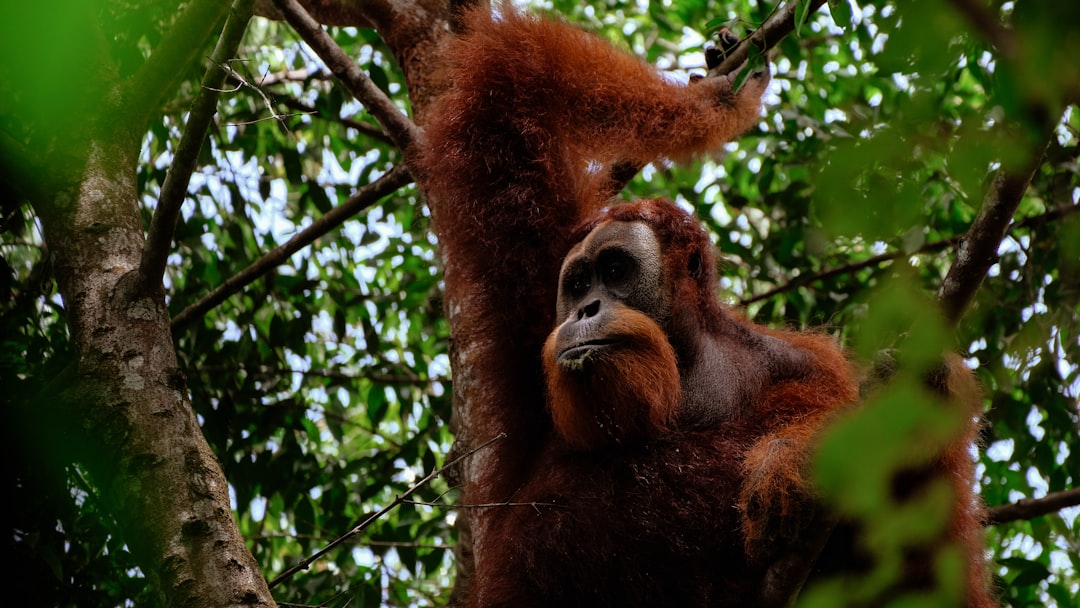Bukit Lawang: Trekking with Sumatra's Orangutans - Kabupaten Langkat | Secret World Trip Planner
