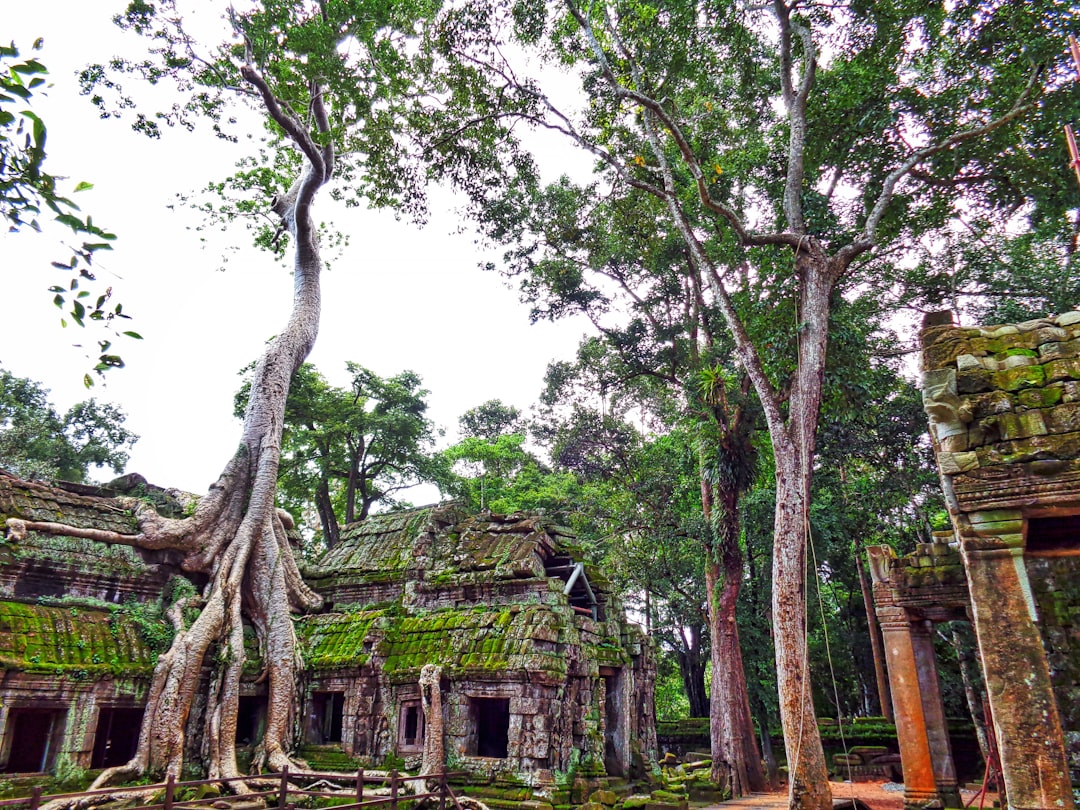 Angkor Wat all'alba: torri tra nebbia e riflessi - Wat Po | Secret World Trip Planner