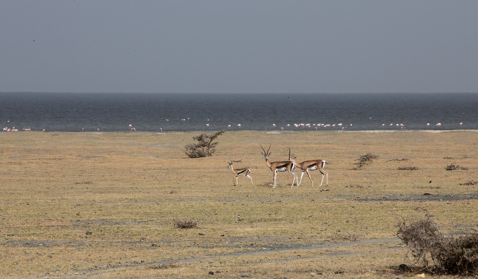 Discover Flamingo: a Charming Corner of Ethiopia — FJ5P+3Q Dole