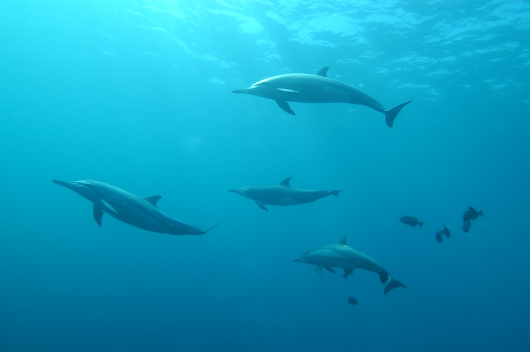Fernando de Noronha: Brazil's Stunning Volcanic Archipelago — Pernambuco