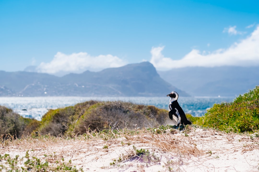 Boulders Beach: Afrikanische Pinguine in Kapstadt - Cape Town | Secret World Trip Planner