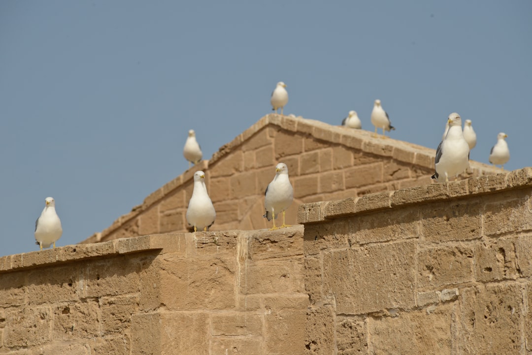 Märkte von Essaouira: Holz, Wind und blaue Gewürze - Medina of Essaouira | Secret World Trip Planner