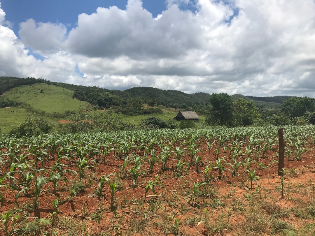 Tabacco e mogotes: la fattoria di Benito a Viñales - J77M+7RC | Secret World Trip Planner