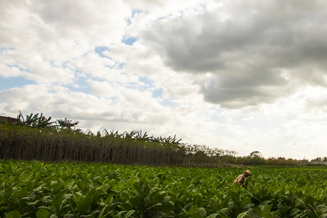 Tabacco e mogotes: la fattoria di Benito a Viñales - J77M+7RC | Secret World Trip Planner