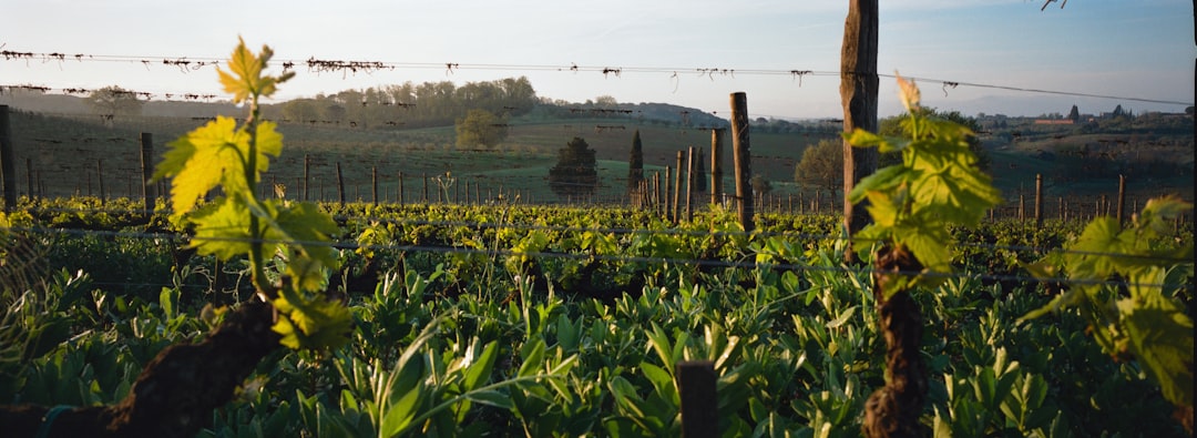 Tobacco and Mogotes: Benito's Farm in Viñales - J77M+7RC | Secret World Trip Planner