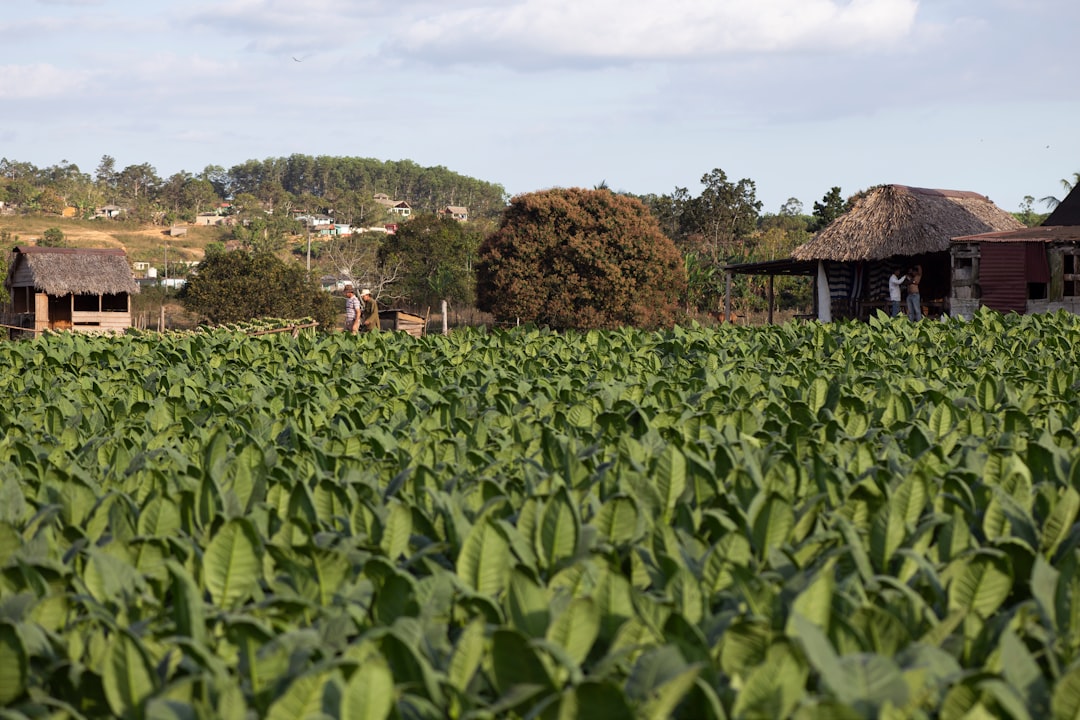 Tabak und Mogotes: Benitos Farm in Viñales - J77M+7RC | Secret World Trip Planner