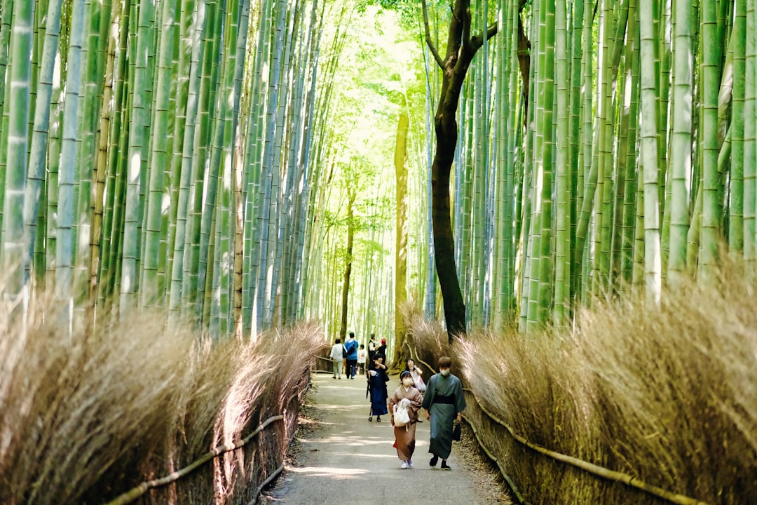 Foresta di Bambù di Arashiyama: luce e suoni - Kyoto | Secret World Trip Planner