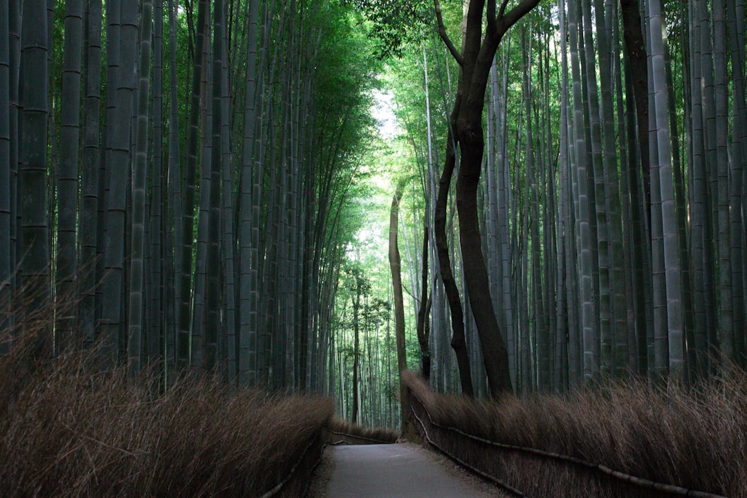 Arashiyama Bambuswald: Licht und Klänge erleben — Kyoto