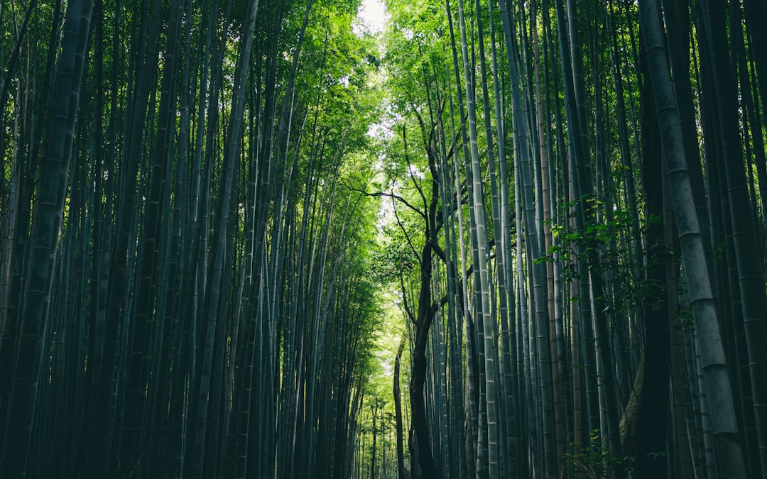 Arashiyama Bambuswald: Licht und Klänge erleben - Kyoto | Secret World Trip Planner