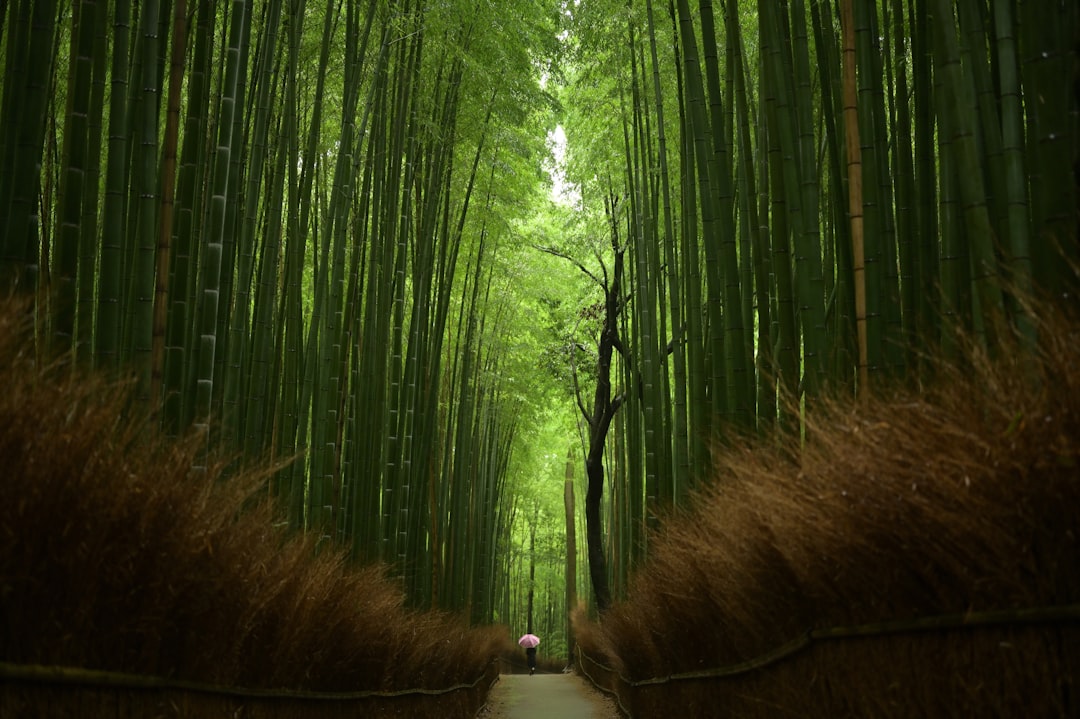 Arashiyama Bambuswald: Licht und Klänge erleben - Kyoto | Secret World Trip Planner