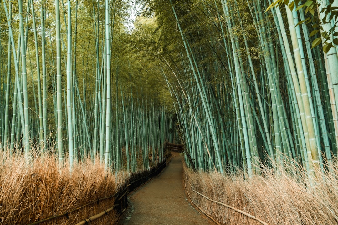 Arashiyama Bambuswald: Licht und Klänge erleben - Kyoto | Secret World Trip Planner