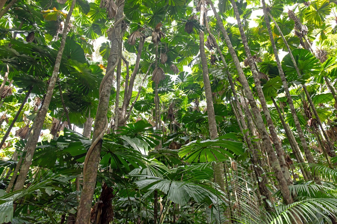Foresta di Daintree: panorami tra foresta e barriera corallina - 2333 Cape Tribulation Rd | Secret World Trip Planner