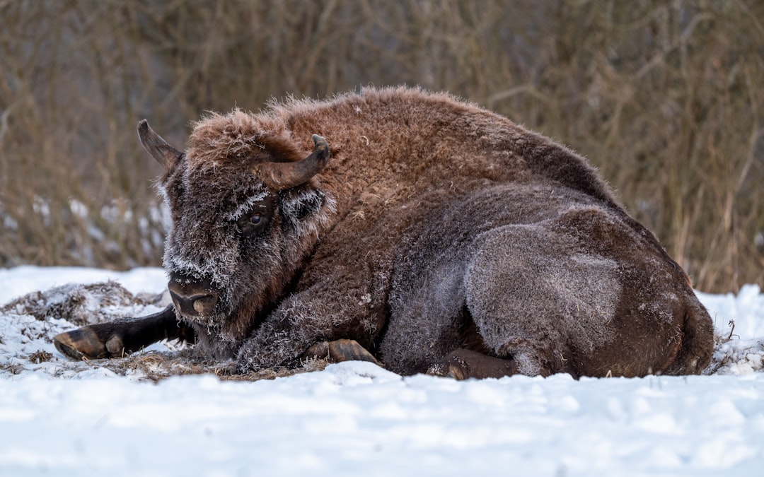 Białowieża: Europe's Last Primeval Forest - Białowieża | Secret World Trip Planner