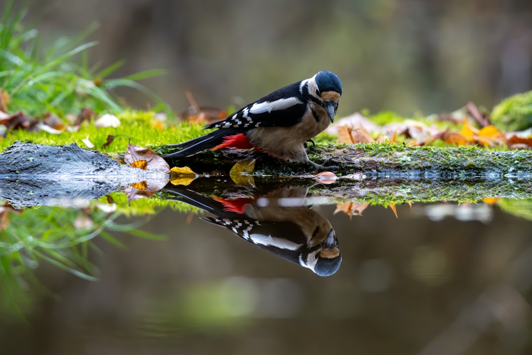 Białowieża: Der letzte Urwald Europas - Białowieża | Secret World Trip Planner