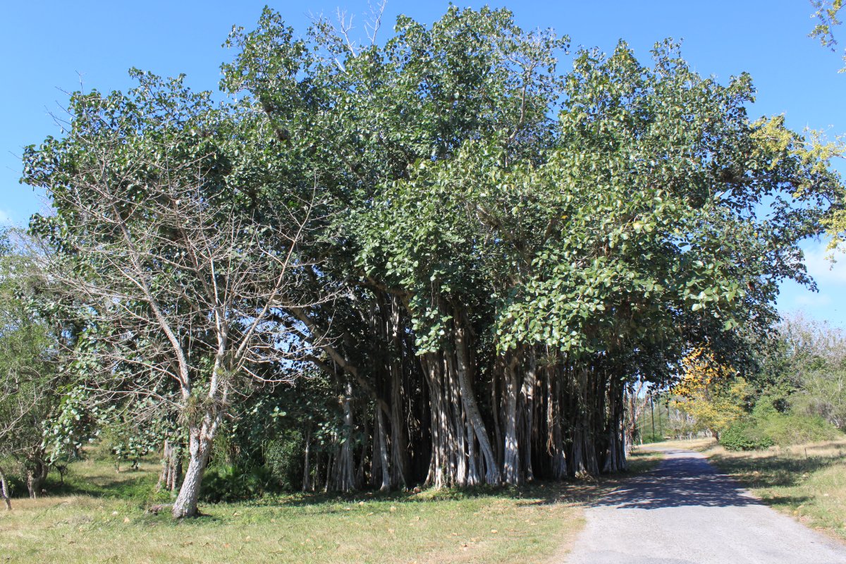 Giardini Botanici di Cienfuegos: guida alla visita