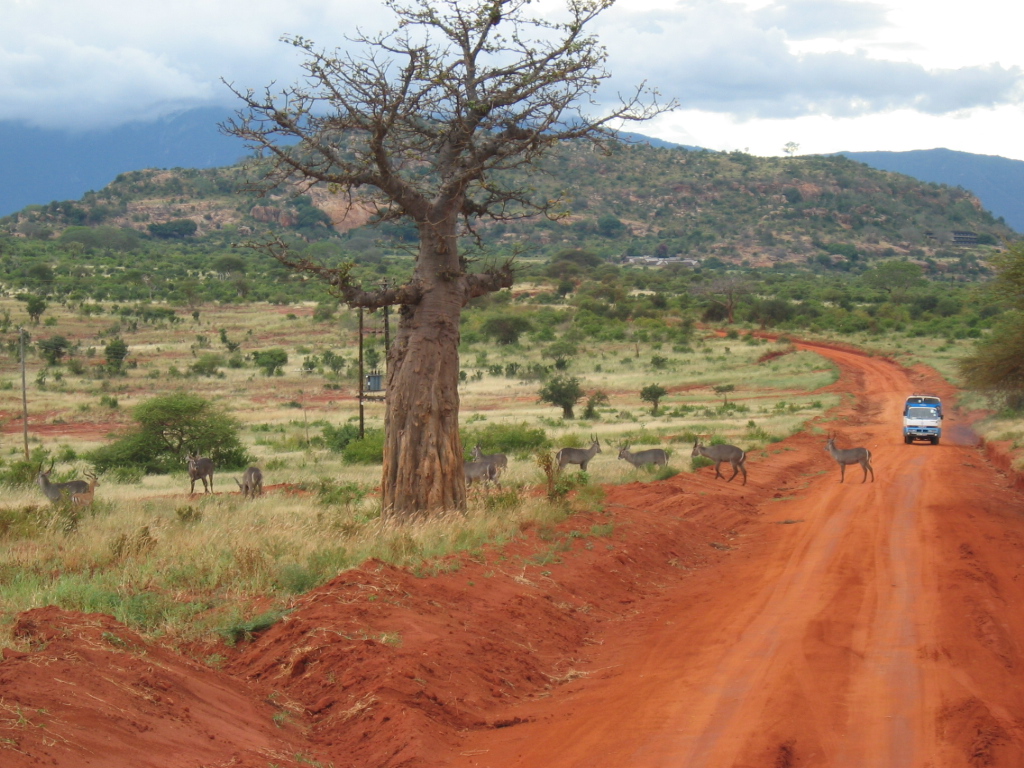 Tsavo: Red Elephants and Crystal Springs in Kenya