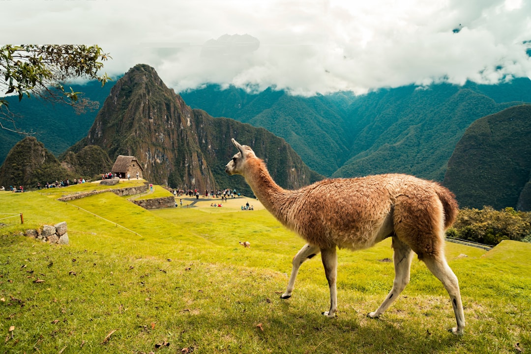 Discover Paca, Nature's Paradise in Peru — Yuracmayo