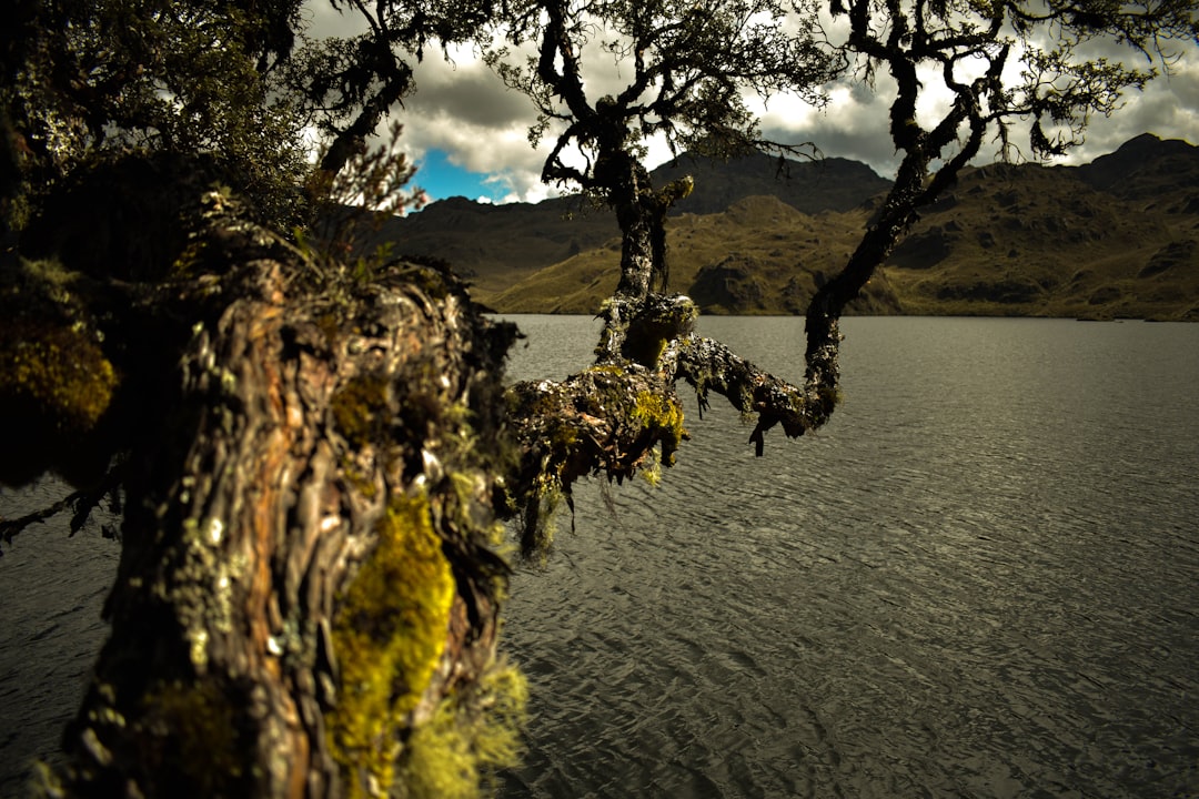 Scoprite Árbol: un angolo di natura in Ecuador — Tabacundo