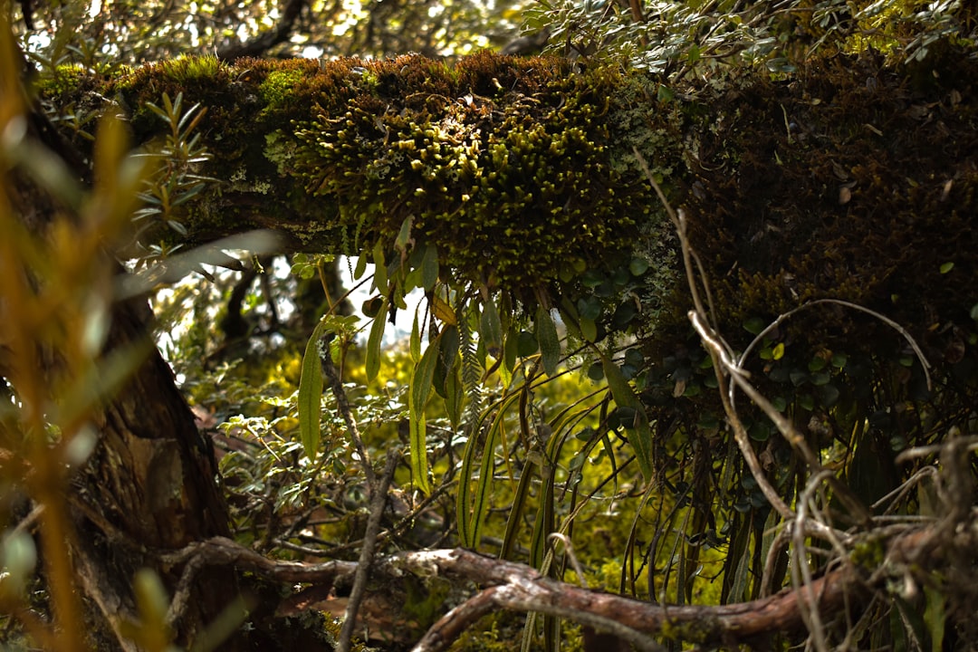Entdecken Sie Árbol: Ein Naturparadies in Ecuador - Tabacundo | Secret World Trip Planner