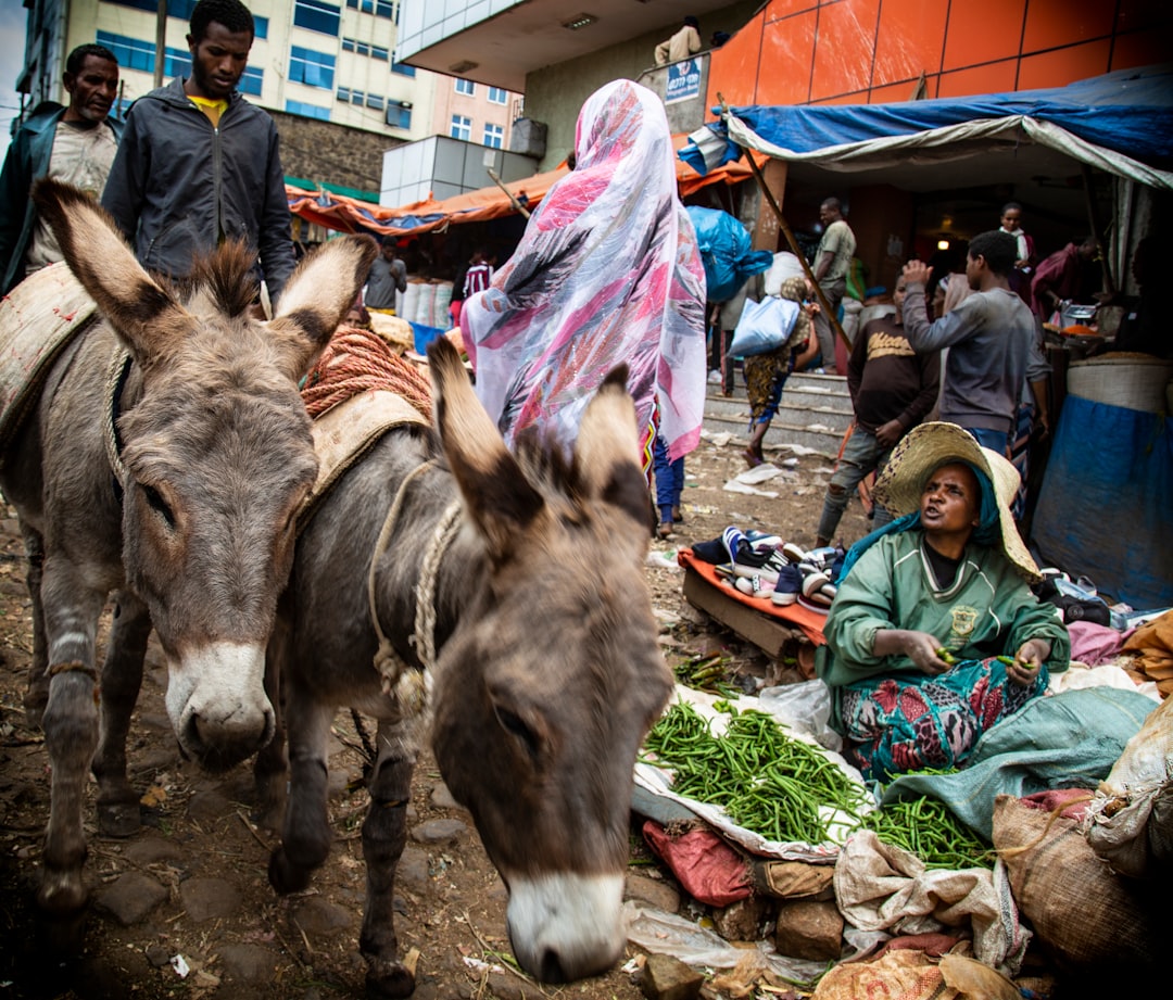 Mascalo: A Corner of Untouched Nature in Ethiopia — G2Q6+P8 Wag