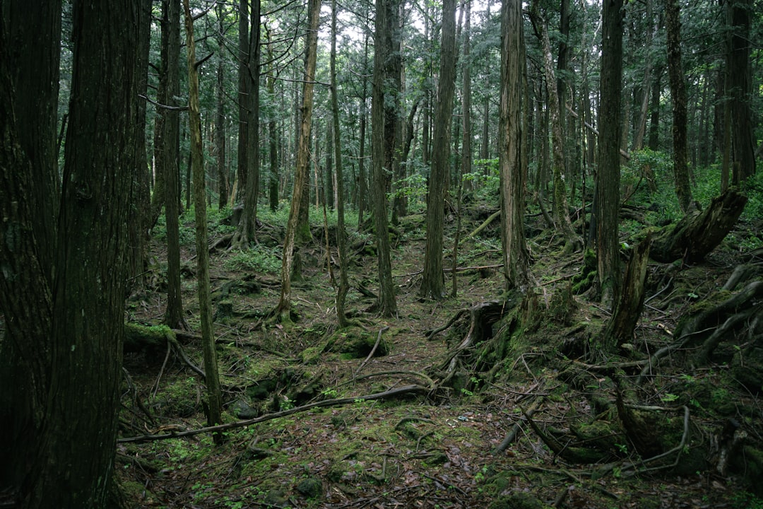 Aokigahara: Trails in the Sea of Fuji Trees - Minamitsuru District | Secret World Trip Planner