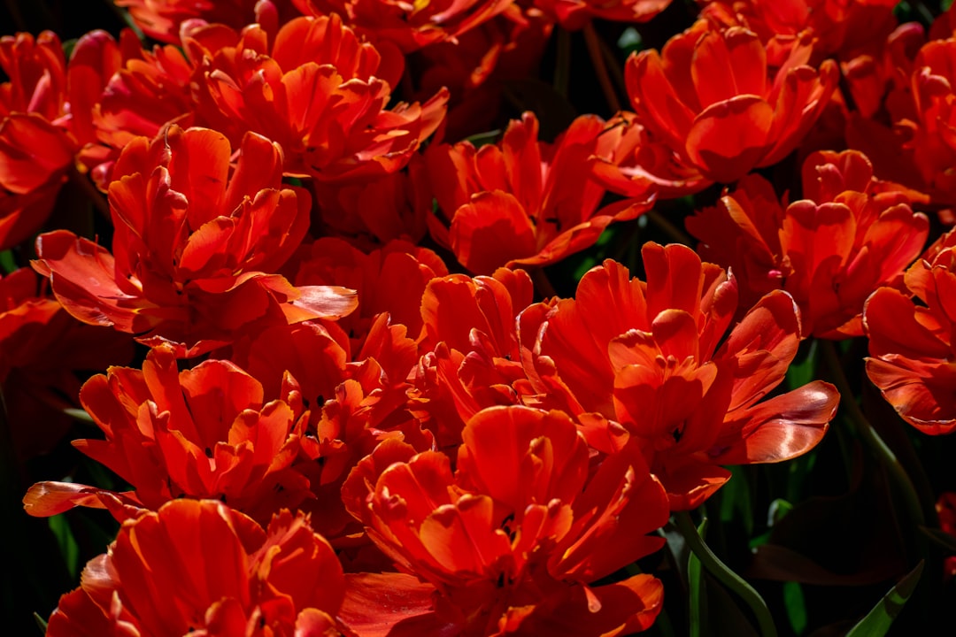 Keukenhof: Sieben Millionen Blumen in Lisse im Frühling — Spekkelaan 18