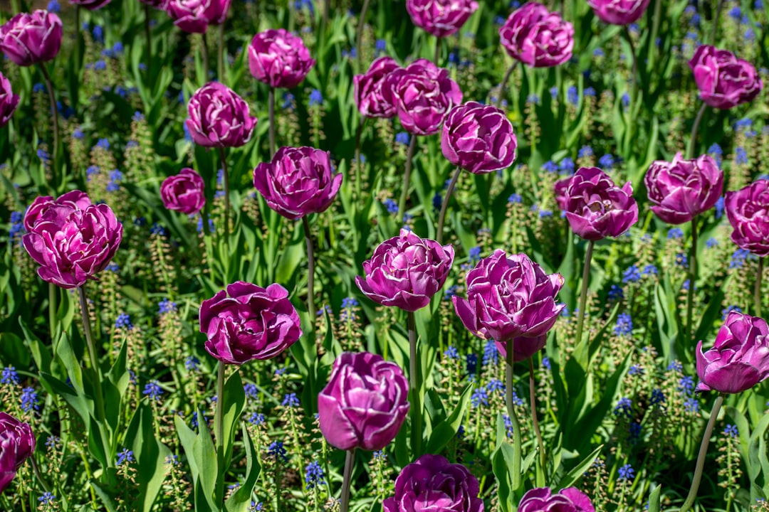 Keukenhof: Sieben Millionen Blumen in Lisse im Frühling - Spekkelaan 18 | Secret World Trip Planner