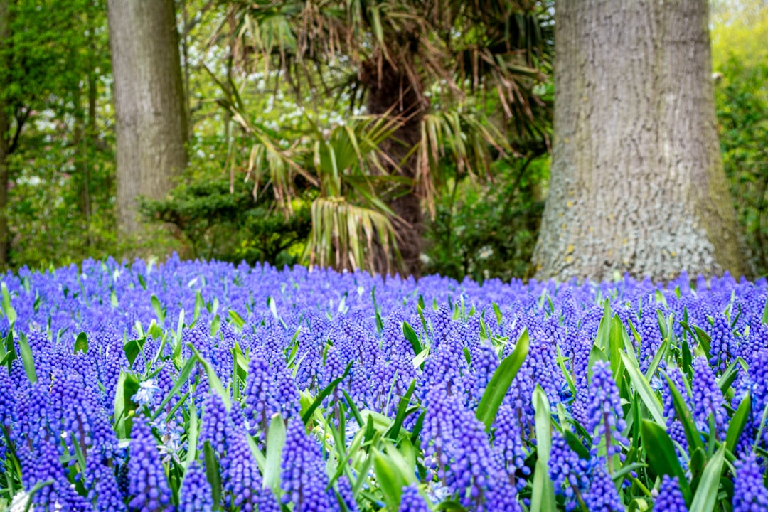 Keukenhof: Sieben Millionen Blumen in Lisse im Frühling - Spekkelaan 18 | Secret World Trip Planner