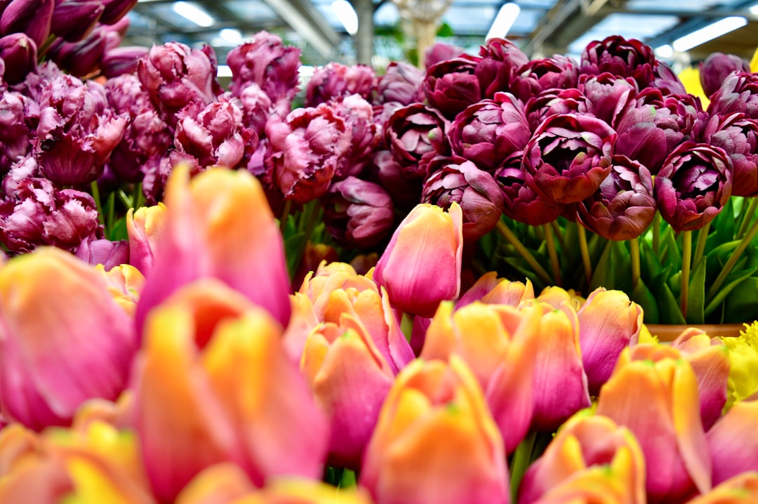 Amsterdam Flower Market: The Floating Tulip Market - Singel 630 | Secret World Trip Planner