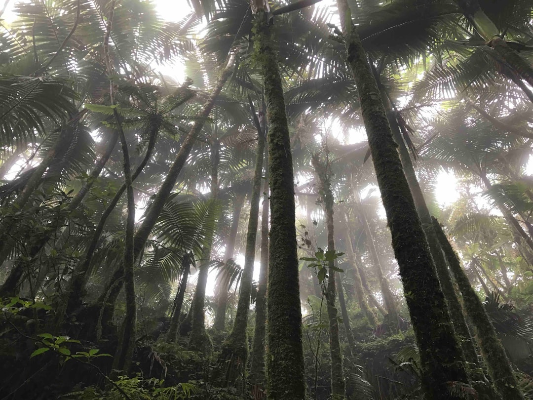 El Yunque: tramonti sulla foresta pluviale di Porto Rico — El Yunque
