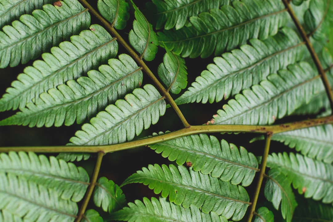 El Yunque: Sunsets Over Puerto Rico's Rainforest - El Yunque | Secret World Trip Planner