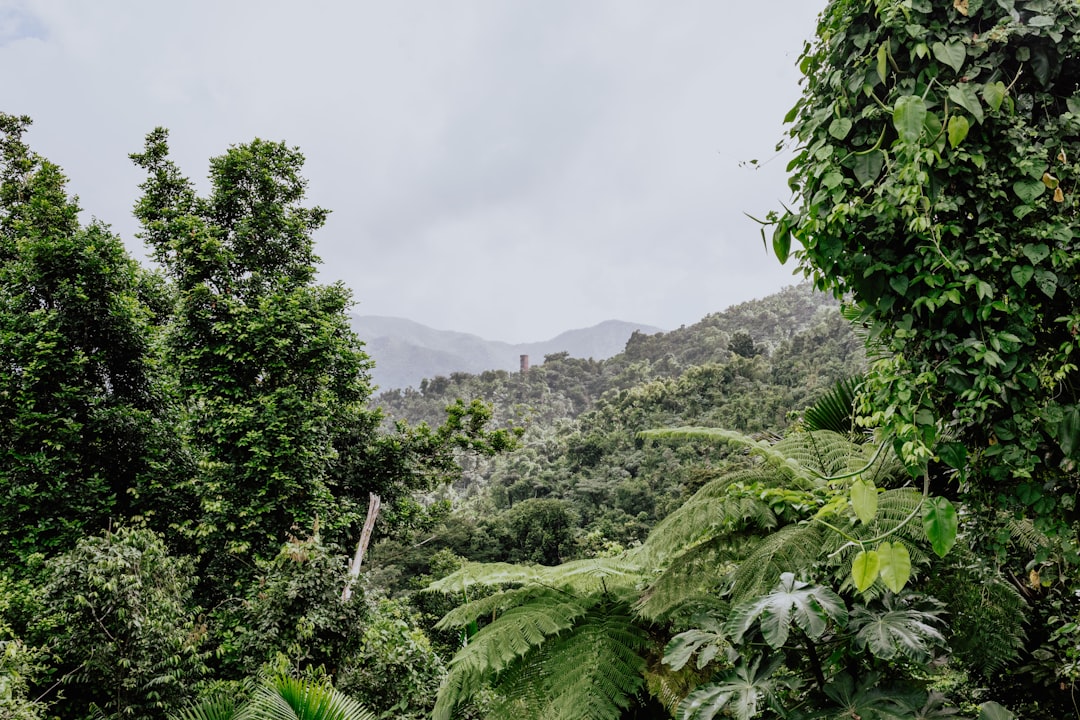 El Yunque: Sonnenuntergänge im Regenwald von Puerto Rico - El Yunque | Secret World Trip Planner