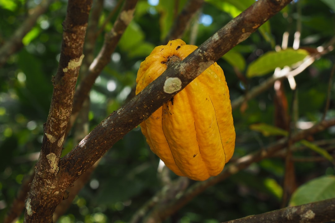 El Yunque: Sonnenuntergänge im Regenwald von Puerto Rico - El Yunque | Secret World Trip Planner