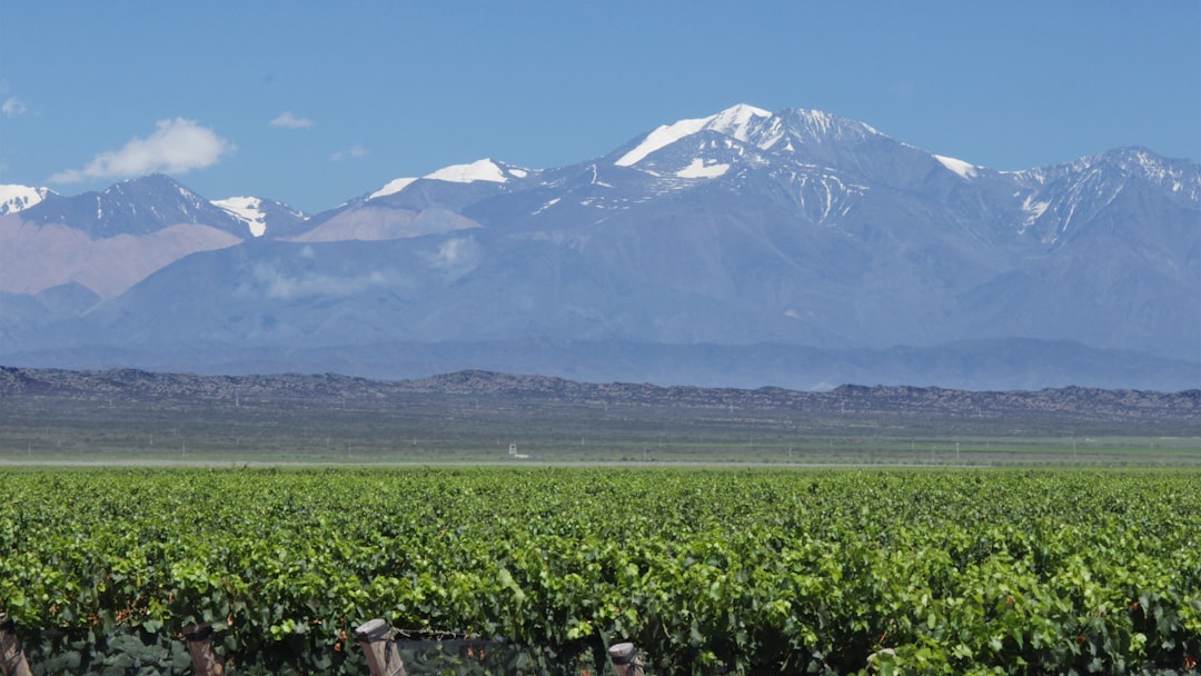 Mendoza Weinlager: Malbec am Fuße der Anden - Primitivo de la Reta 992 | Secret World Trip Planner
