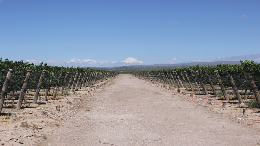 Mendoza Weinlager: Malbec am Fuße der Anden - Primitivo de la Reta 992 | Secret World Trip Planner
