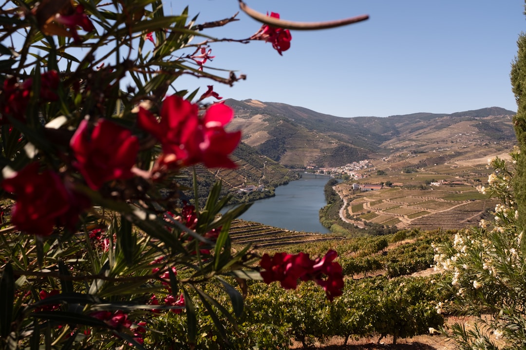 Douro-Weine: Das Portweintal in Peso da Régua | Secret World Trip Planner