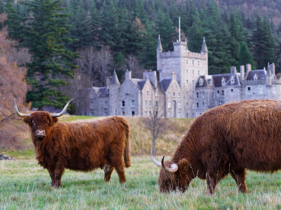 Discover Deer Abbey: A Historical Treasure of Scotland — Mintlaw