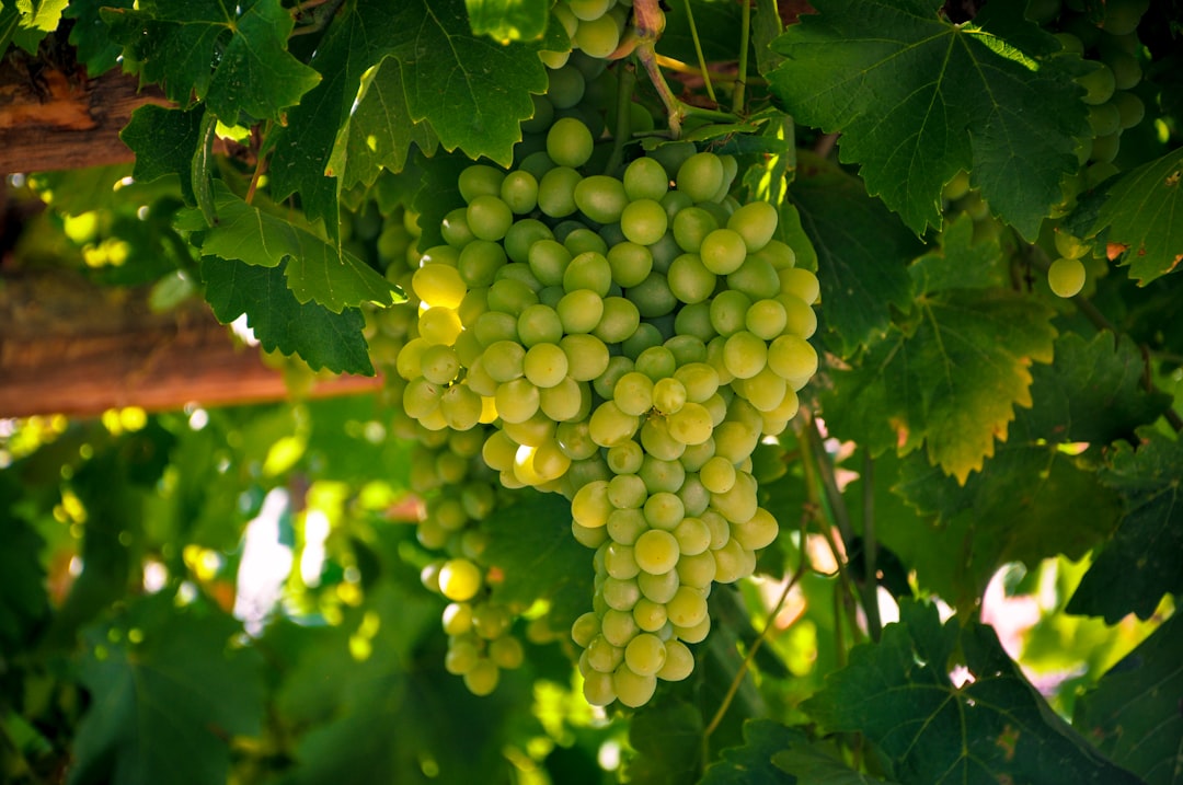 Shiraz, Iran: The Birthplace of Syrah Grapes - Saadi St | Secret World Trip Planner
