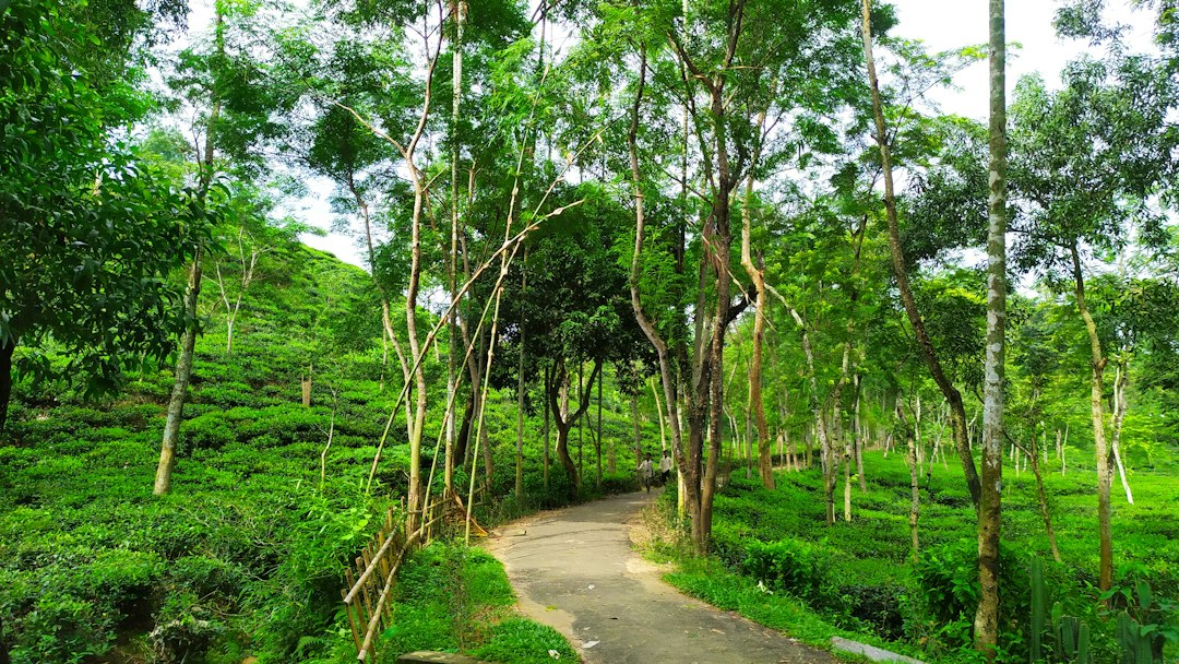Udawatta Kele: la foresta reale sopra Kandy - Sangamitta Mawatha | Secret World Trip Planner