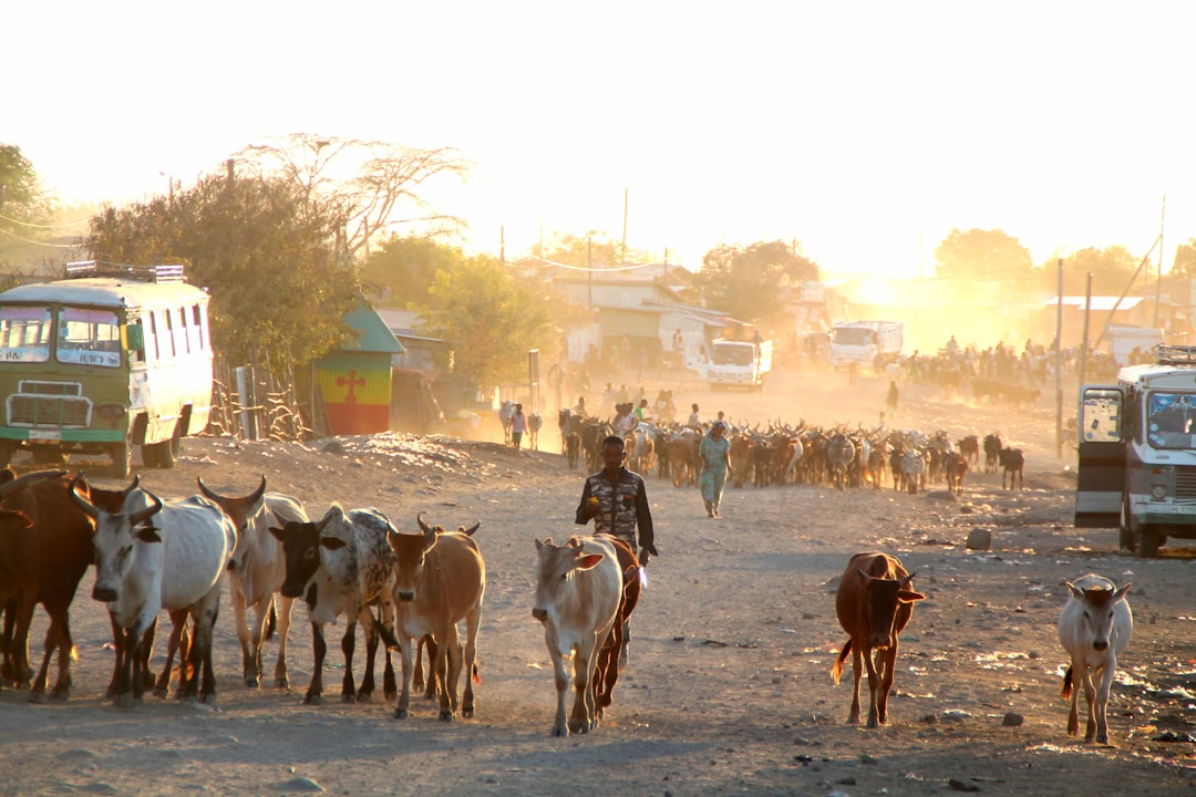Gabaile: A Natural Paradise in Ethiopia - HJ67+48 Abbe | Secret World Trip Planner