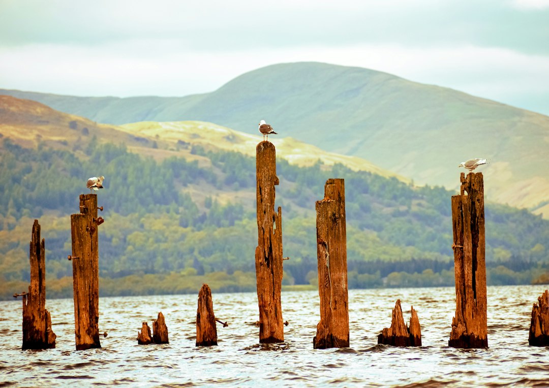 Entdecken Sie den Bird Hide in Schottland: ein unvergesslicher Ausflug — R4WP+QF Castle Douglas