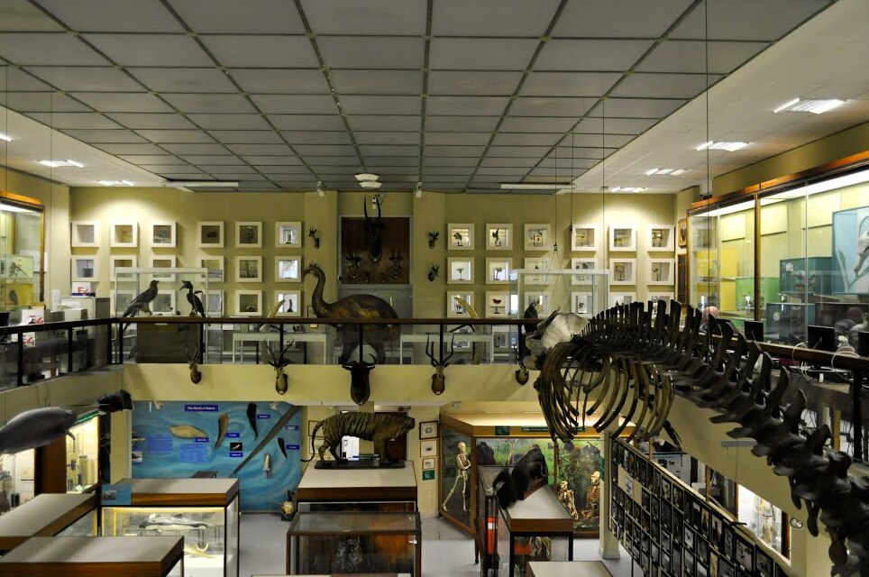 The Aberdeen Zoology Museum — Aberdeen