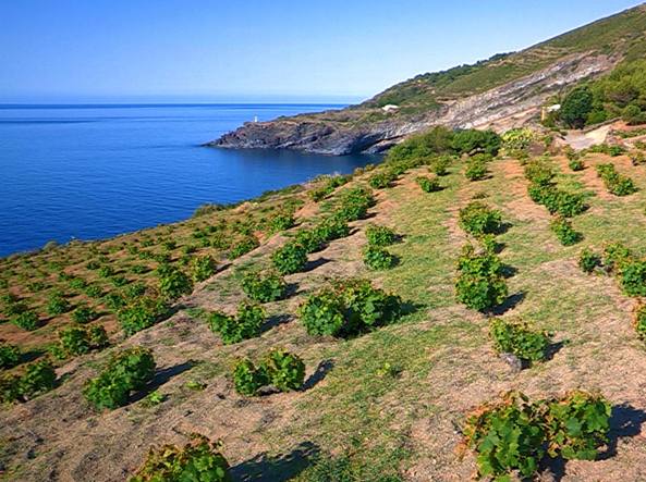 Pantelleria Passito - Pantellerìa | Secret World Trip Planner
