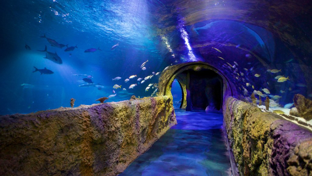 SEA LIFE Orlando Aquarium - Orlando | Secret World Trip Planner