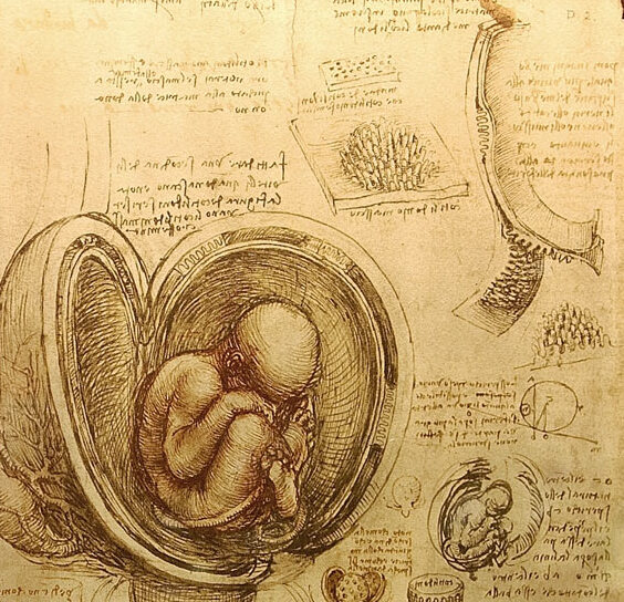 Leonardo da Vincis embryologische Zeichnungen des Fötus — Windsor SL4 1NJ