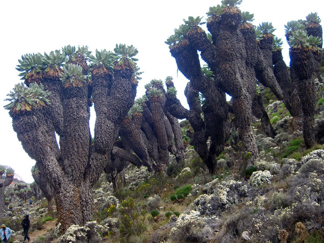 Die Giganten des Kilimandscharo - Mount Kenya National Park | Secret World Trip Planner