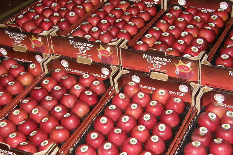 Annurca Apple, az alma királynője - Valle di Maddaloni | Secret World Trip Planner